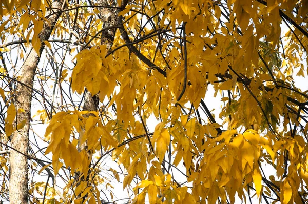 Gelbe Blätter Einem Baum Herbst — Stockfoto
