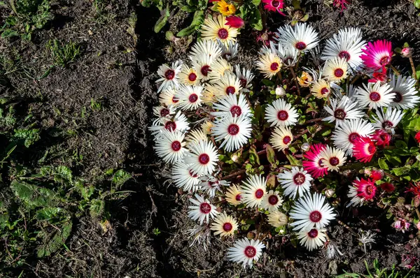 Marguerite Osteospermum Ecklonis Jucundum Mehrjährige Blütenpflanze Aus Der Familie Der — Stockfoto