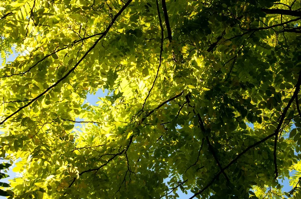 Zweige Mit Hellgrünen Blättern Einer Robinie Pseudoacacacia Einem Sonnigen Tag — Stockfoto