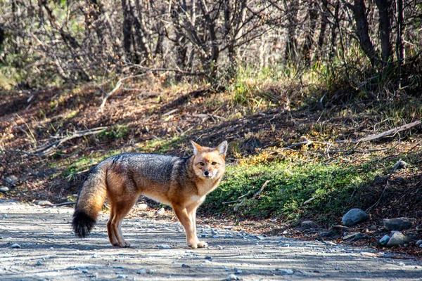 在阿根廷 一只美丽的红狐狸在穿过巴塔哥尼亚安第斯森林的山路上 — 图库照片