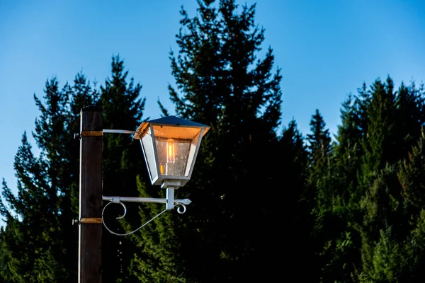Lighted lantern during the day with a background of pine trees