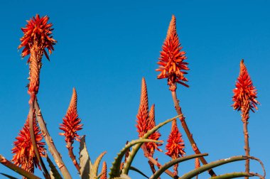 Mar del Plata kıyısındaki Aloe Ağaçevi bitkileri