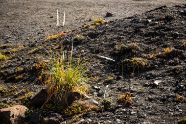 Rio Negro, Arjantin 'in Bariloche bölgesinde, jeolojik olarak pasif olan Cerro Tronador volkanik kül kalıntıları üzerinde bitki örtüsü