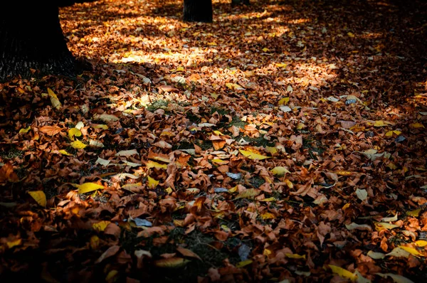 Solo Coberto Por Folhas Secas Das Árvores Outono — Fotografia de Stock