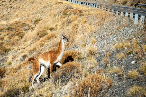 A llama, Lama Glama, approaching the road to San Carlos de Bariloche, Argentina, in autumn.