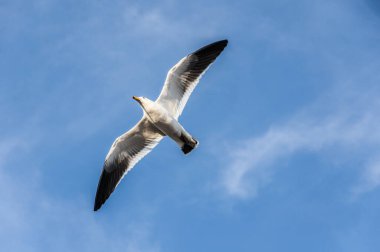 Olrog 'un martısı (Larus Atlanticus) mavi gökyüzüyle Mar del Plata Limanı üzerinde uçuyor.