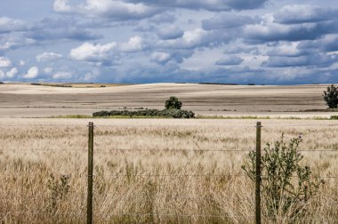 Arjantin 'de buğday ekili tarla