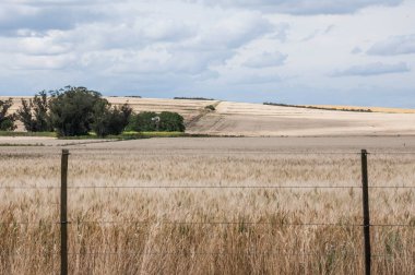 Arjantin 'de buğday ekili tarla