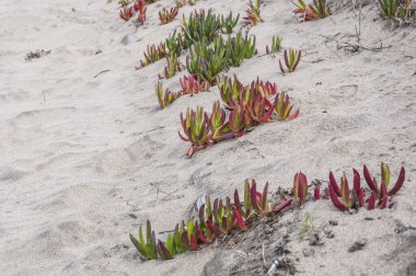 bir kum tepesinde carpobrotus edulis