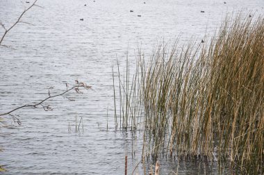 Güz ormanında sazlar ve göl