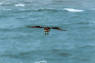 Şempango denizin üzerinde uçuyor.