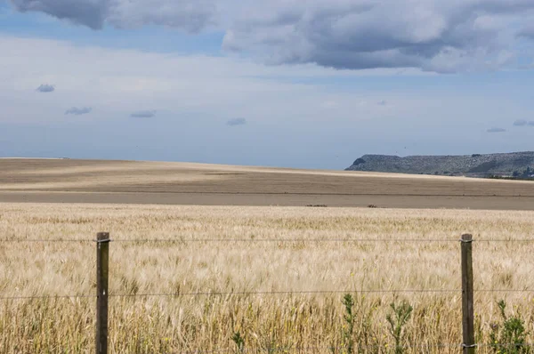 stock image View of an agricultural field planted with wheat