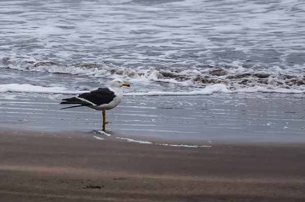 Seagull Larus Atlanticus Beach — Stock Photo, Image