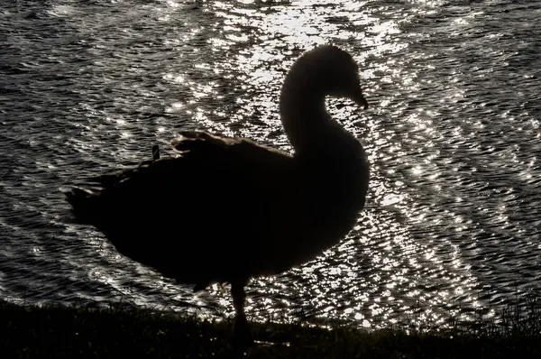 Gölün Kenarındaki Bir Kazın Işıklandırılmış Görüntüsü — Stok fotoğraf