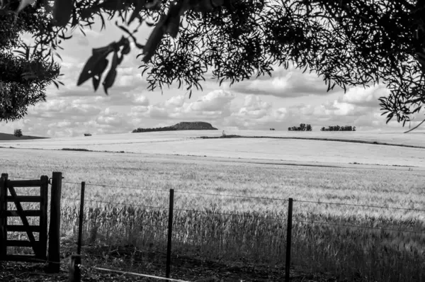 Beautiful View Field Black White Landscape — Stock Photo, Image