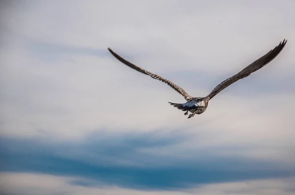 Ein Vogel Schwebt Der Luft — Stockfoto