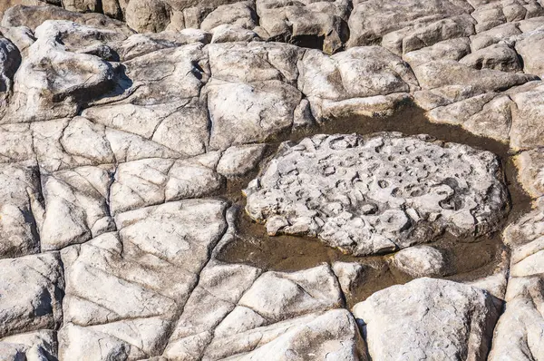 Каменная Поверхность Размытая Морем Скальная Формация Является Частью Массива Тандилия — стоковое фото