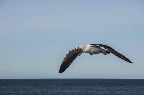 Seagull Larus Atlanticus Tijdens Vlucht — Stockfoto