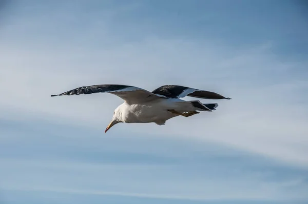 Seagull Larus Atlanticus Blue Sky — Stock Photo, Image