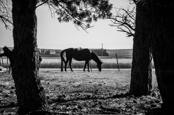 Cavalo Comendo Grama Fazenda — Fotografia de Stock
