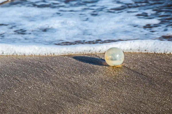 海滩上靠近大海的沙地上的黑蜗牛蛋 — 图库照片
