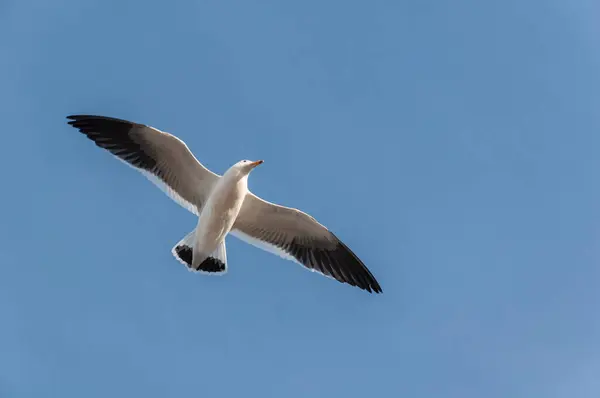 Olrog Seagull Larus Atlanticus Flying Mar Del Plata Port Blue — Stock Photo, Image