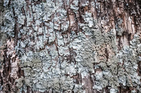 Kůra Stromů Pokrytá Mechem Lišejníky — Stock fotografie