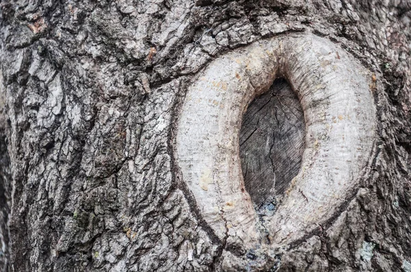 Tekstura Kory Drzewa Tle — Zdjęcie stockowe