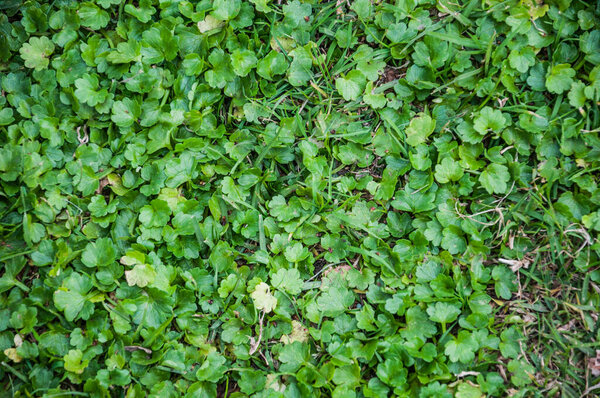 green leaves background in spring