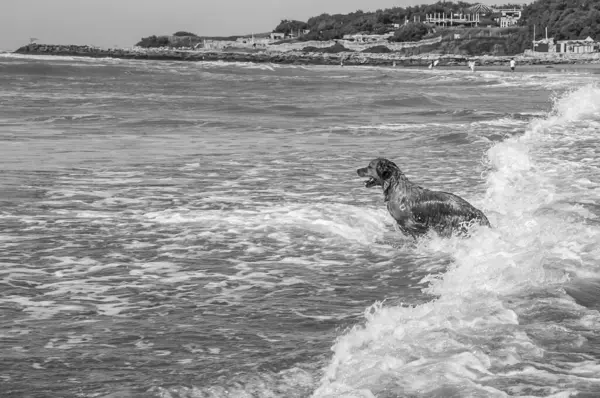 golden retriever dog in the sea