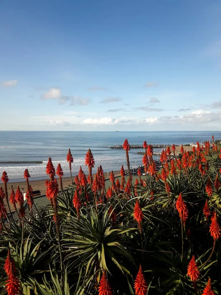 Aloe Arborescens Plantas Costa Mar Del Plata — Foto de Stock