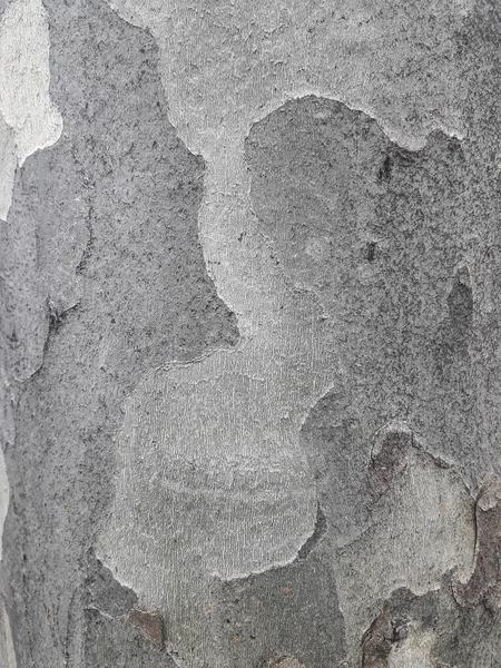 Текстура Дерева Кора Ствола Дерева — стоковое фото