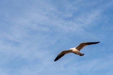 Martı - Larus Atlanticus - Atlantik üzerinde uçuyor. 
