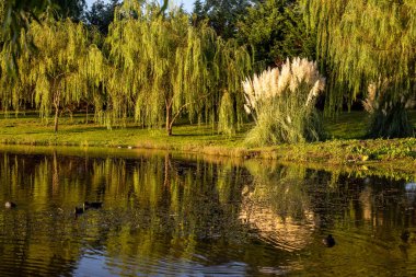 Söğütlü bir göl manzarası, Salix baby lonica, suya yansıyor.
