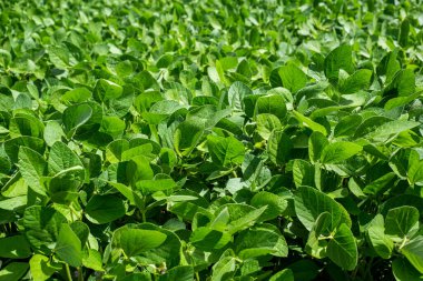 Arjantin 'de bir tarlada soya tohumu.