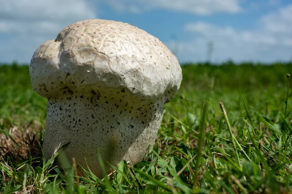 Calvatia cf. utriformis, kingdom Fungi, one of the largest mushrooms from Argentina and Chile, in a field of Balcarce, Argentina