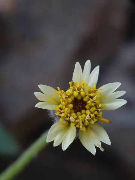 Eclipta Prostrata Pflanze Blume Garten Blumen — Stockfoto