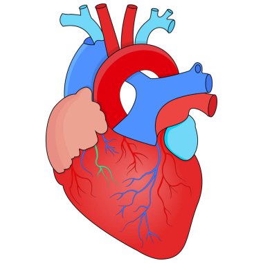 heart organ icon cartoon vector. anatomy heart clipart