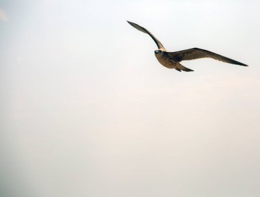 Gökyüzünde güzel bir martı, yakın plan.