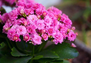 Ev çiçekleri. Çiçekli pembe Kalanchoe