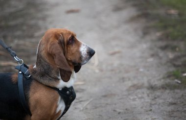 Basset av köpeğini profille kapat