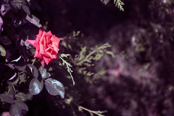 自然の背景 緑の中のバラ — ストック写真