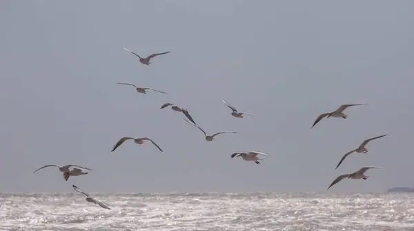 Flok Måger Himlen Havet - Stock-foto