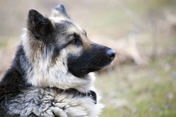 Alman Çoban Köpeğinin Profilini Kapat — Stok fotoğraf
