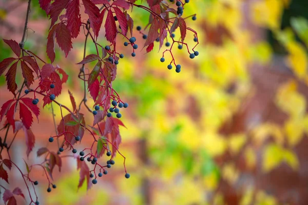 Natural Background Beautiful Autumn Plant — Stock Photo, Image