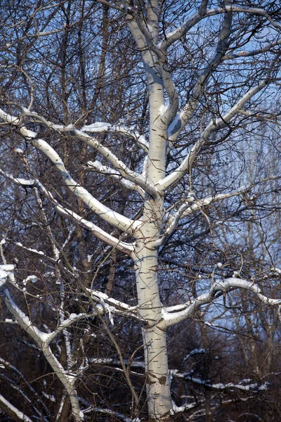 Естественный Фон Зимний Пейзаж Дерево Снегу — стоковое фото