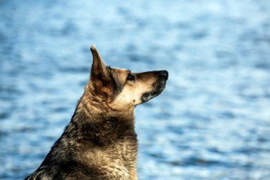 Suyun üstünde güzel bir köpek