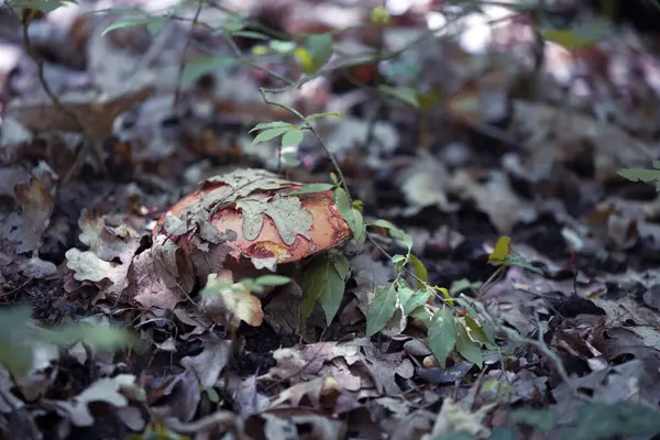 Natürlicher Hintergrund Pilze Lauern Wald — Stockfoto