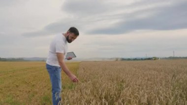 Buğday tarlasında tablet bilgisayarlı erkek çiftçi yürür ve buğday kalitesini kontrol eder..