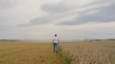 Buğday tarlasında tablet bilgisayarlı erkek çiftçi yürür ve buğday kalitesini kontrol eder..